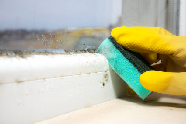 Best Mold Cleaning Services  in , OR