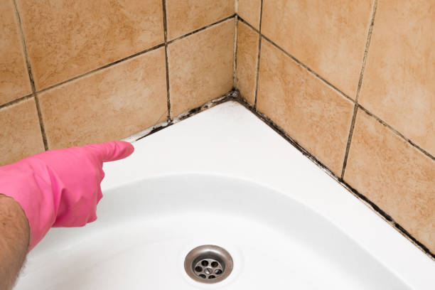 Best Local Mold Removal Service  in , OR